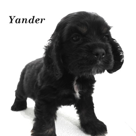 puppy, for, sale, Cocker Spaniel, Joe & Cherri  Overlease, dog, breeder, Miller, MO, dog-breeder, puppy-for-sale, forsale, nearby, find, puppyfind, locator, puppylocator, aca